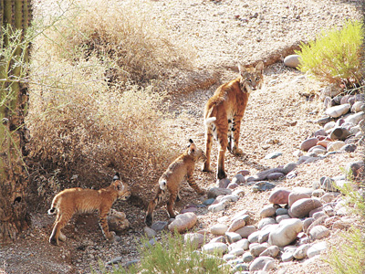 bobcats exploring
